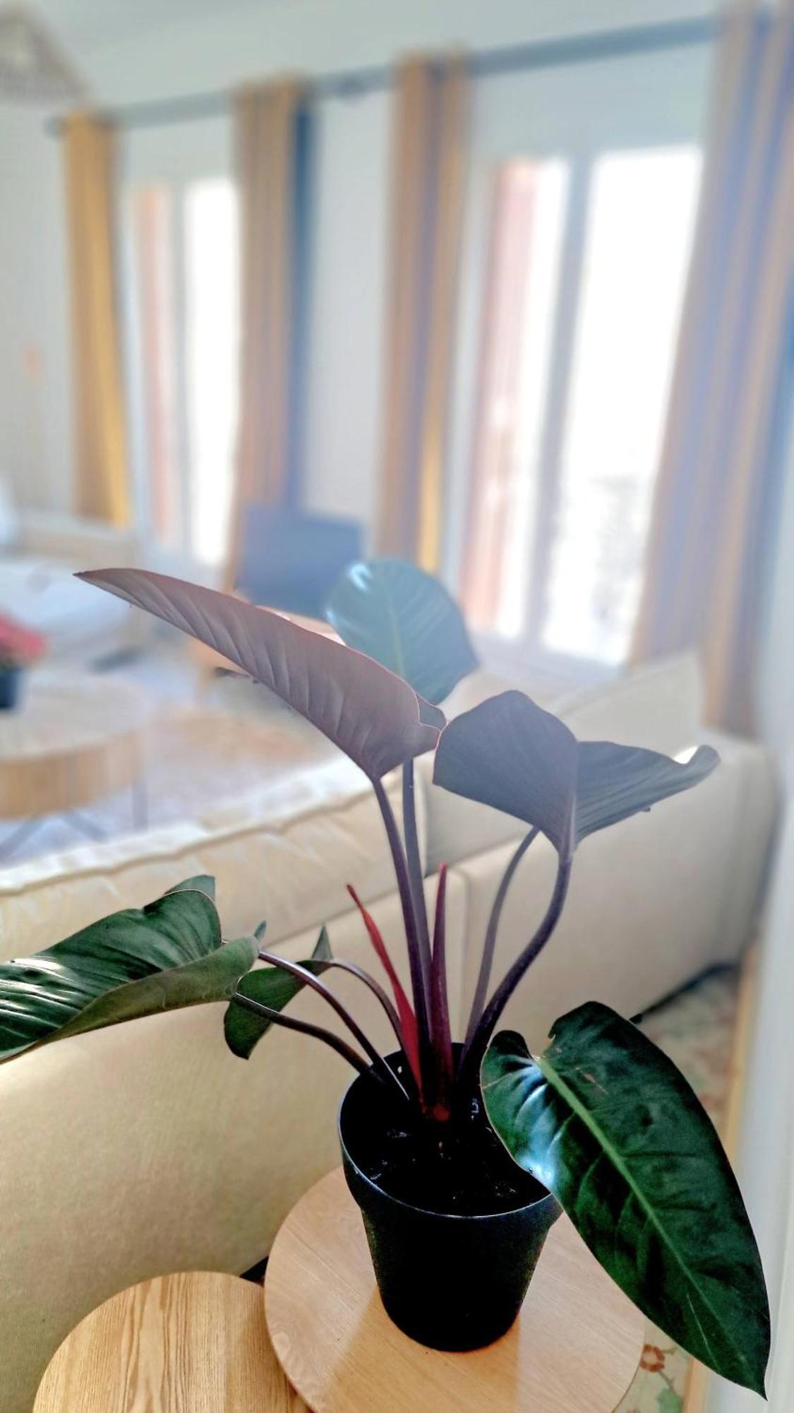 Casa Tramuntana Hotel Tautavel Екстериор снимка